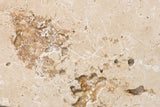 Classic Travertine